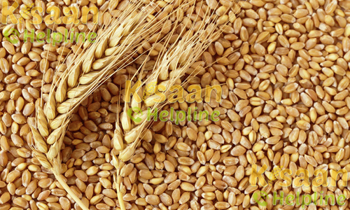 Wheat - जी. डब्ल्यू 273 (G.W 273)